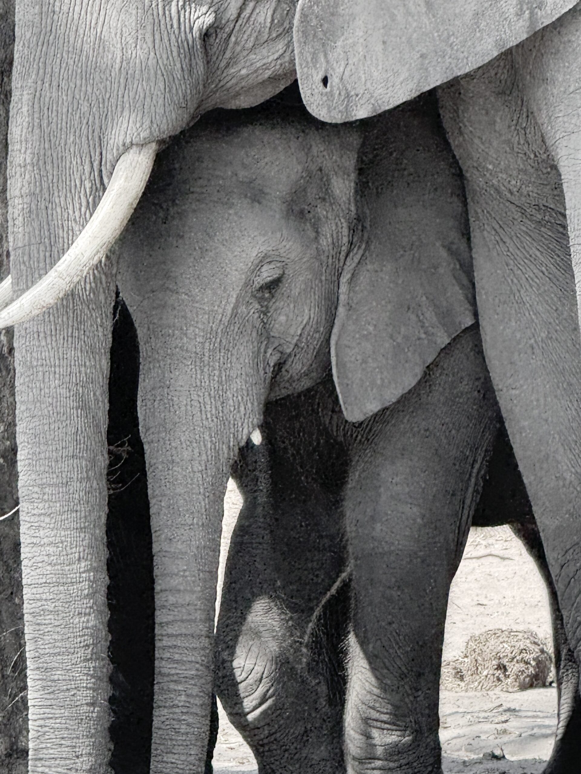 Elephant and calf