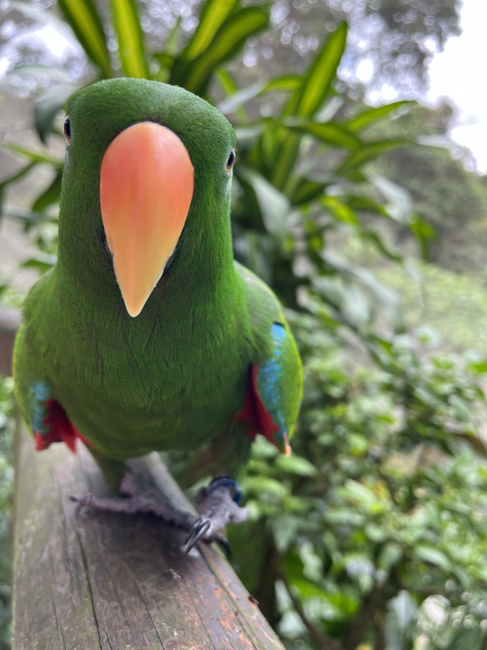 Green parrot, New Zealand