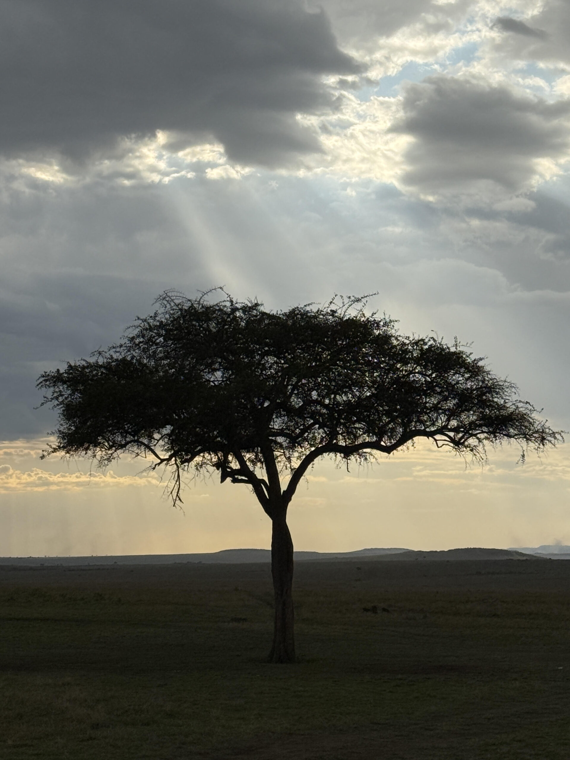 Tree, Kenya