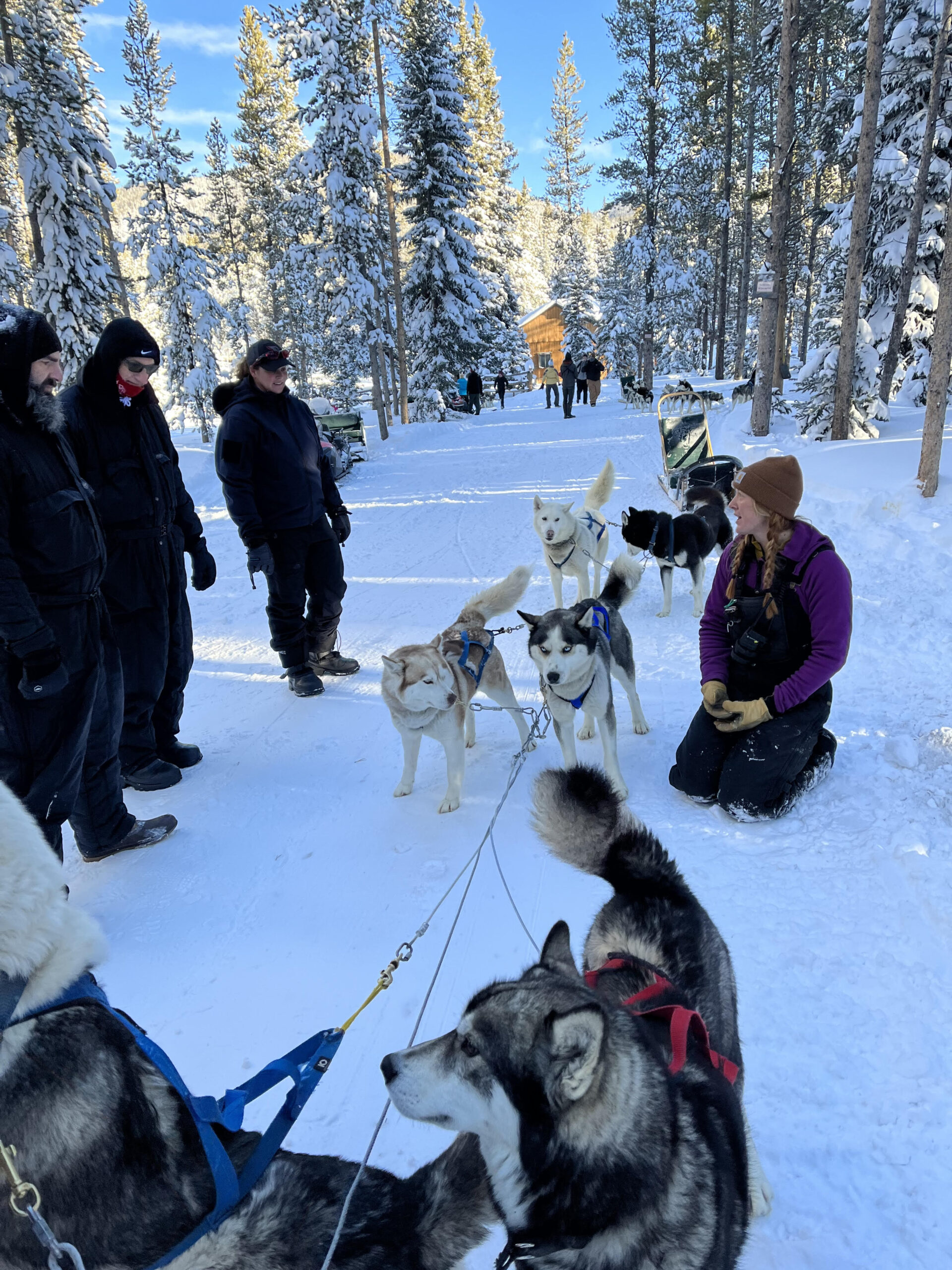 Breckenridge dog sled
