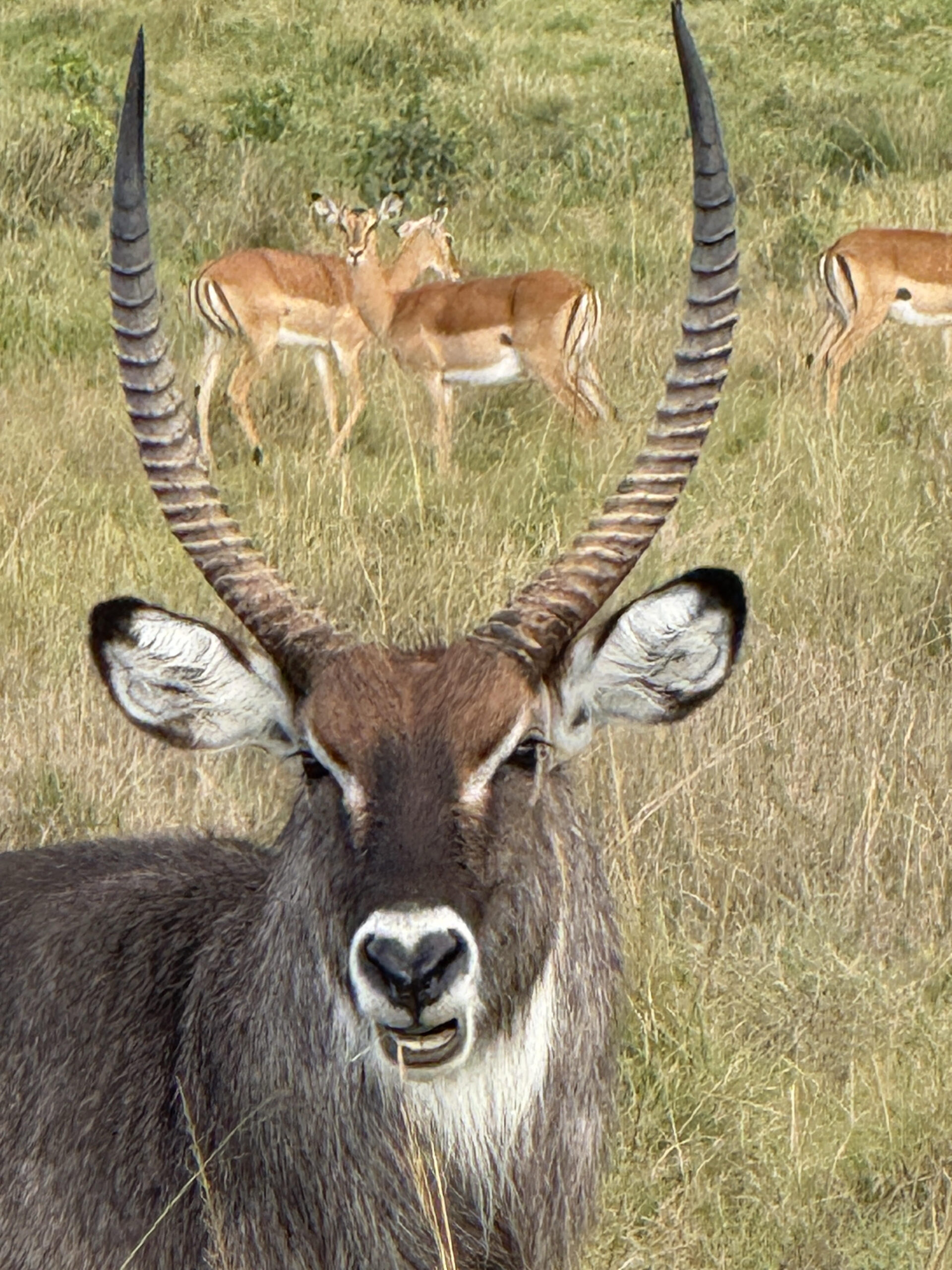 Horns framing the herd, Africa