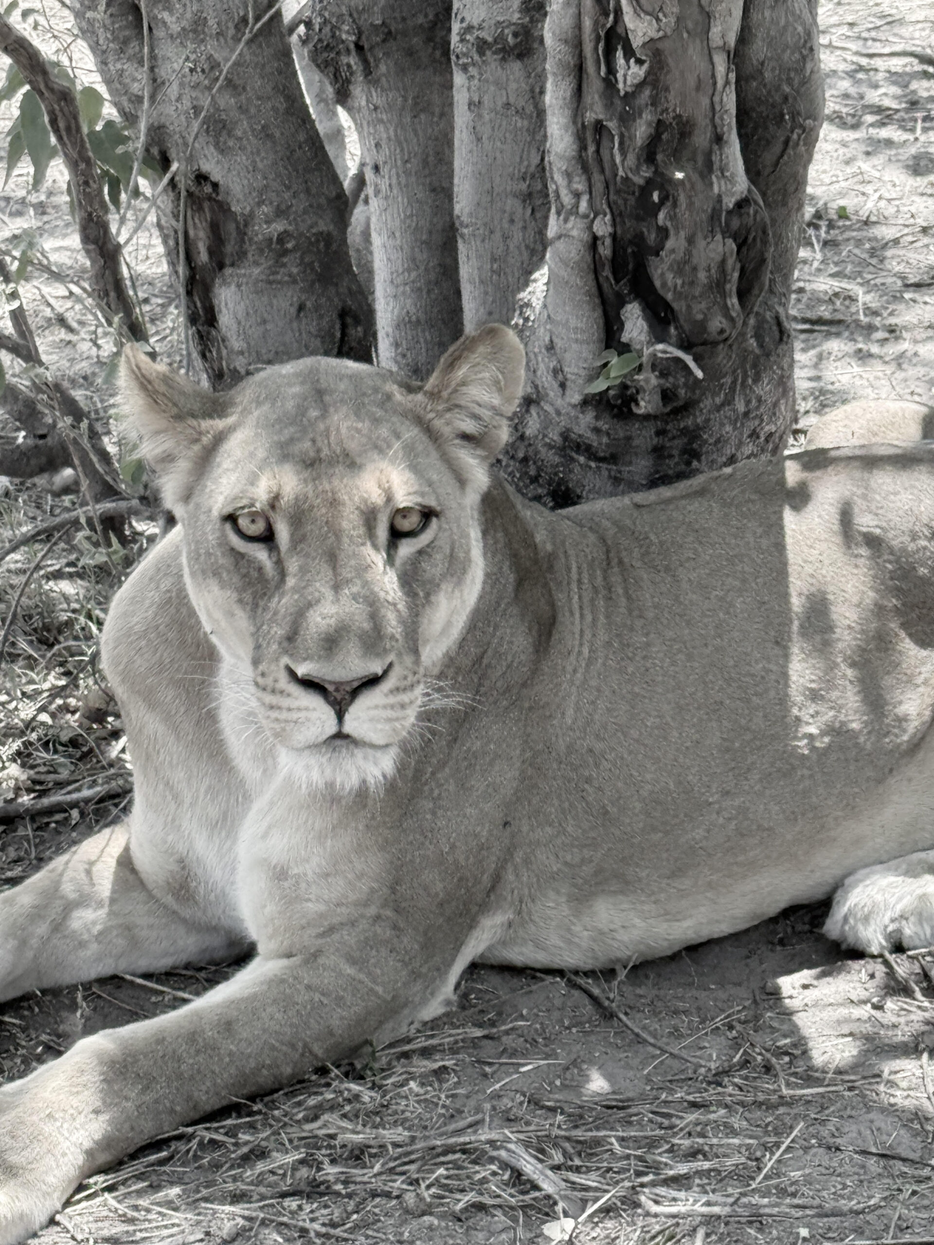 Lion at rest, Botswana
