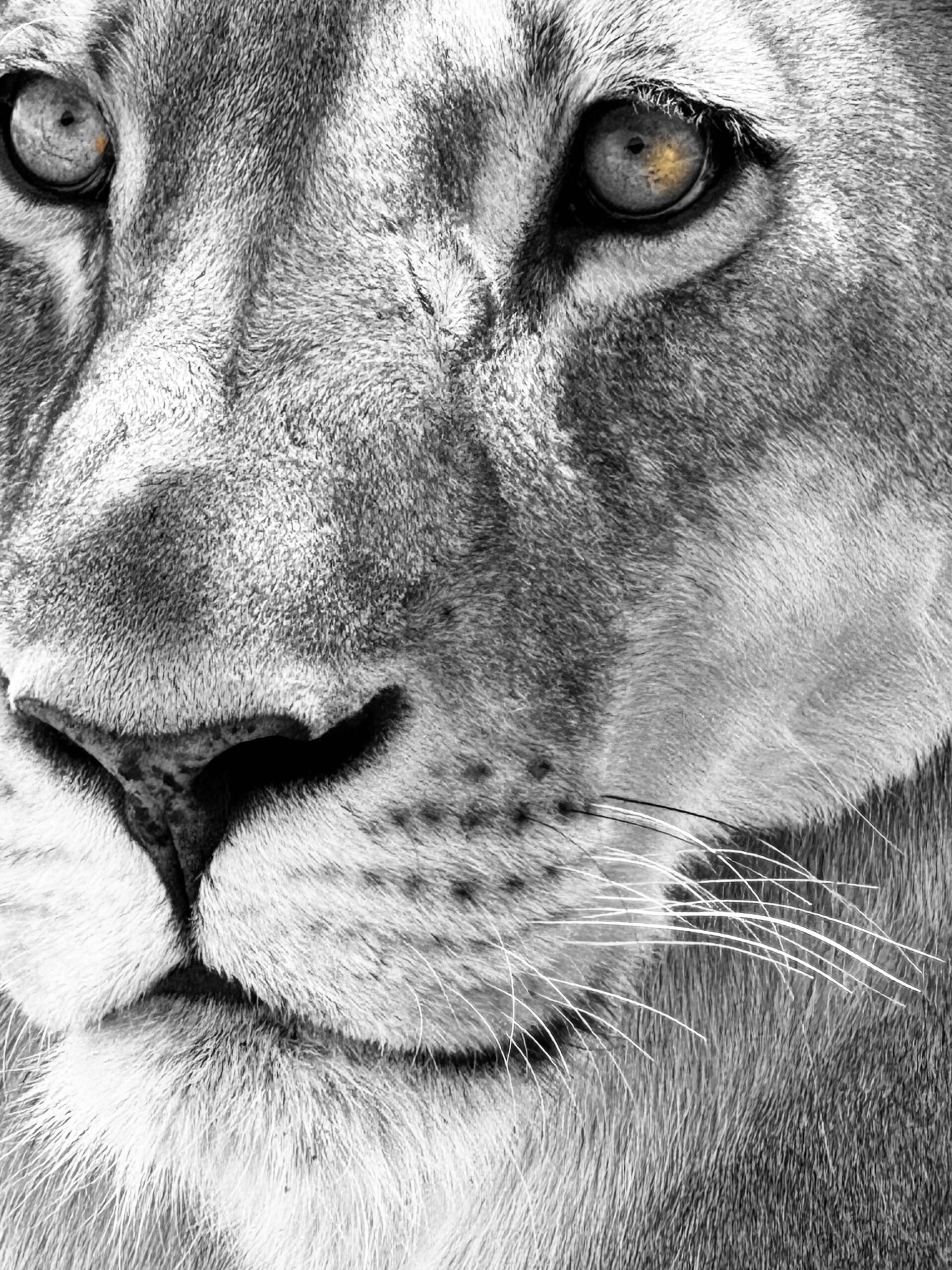Lion with golden eyes